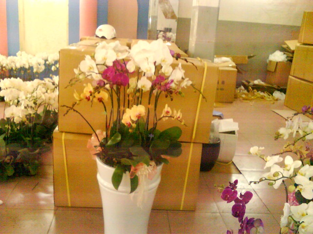 Hoa lan hồ điệp mang vẻ đẹp sang trọng, thanh tao quý phái